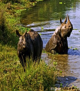 Chitwan wild life safari tour package