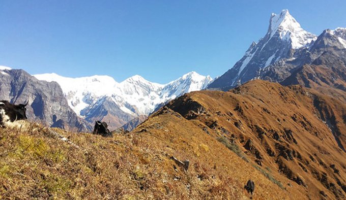 Mardi Himal trekking