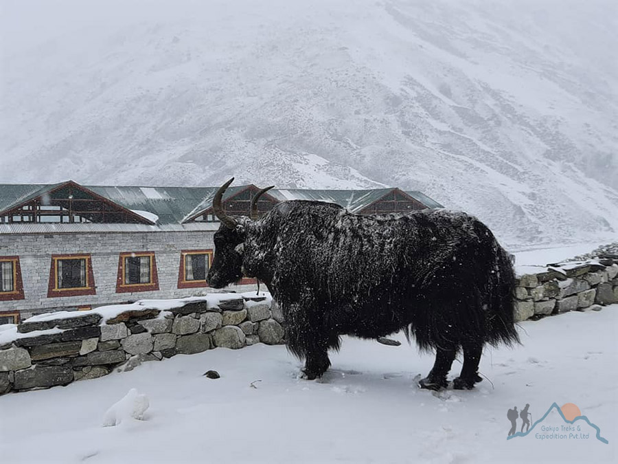 yak in the mountain