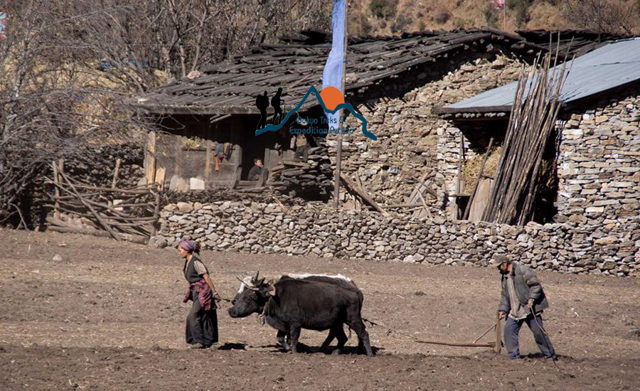 cultivation Manaslu region