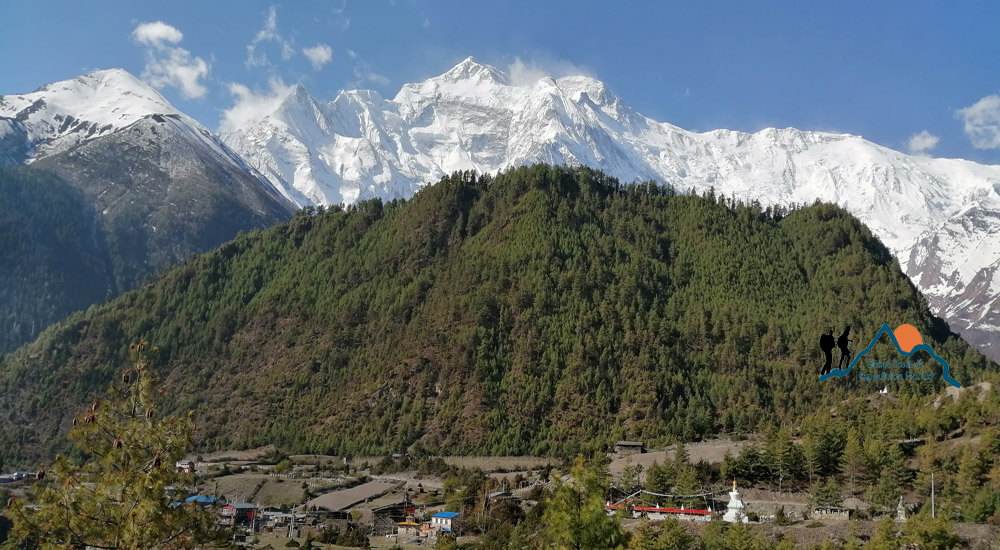 Pisang, Manang