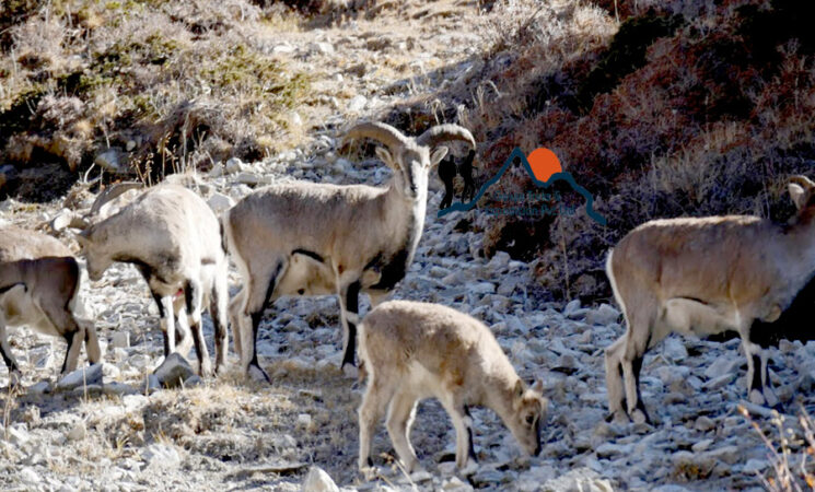 fauna in Nepal