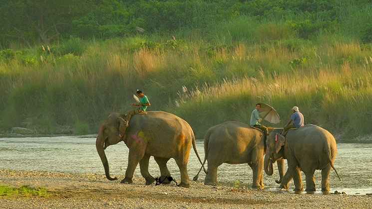 Chitwan jungle safari tour