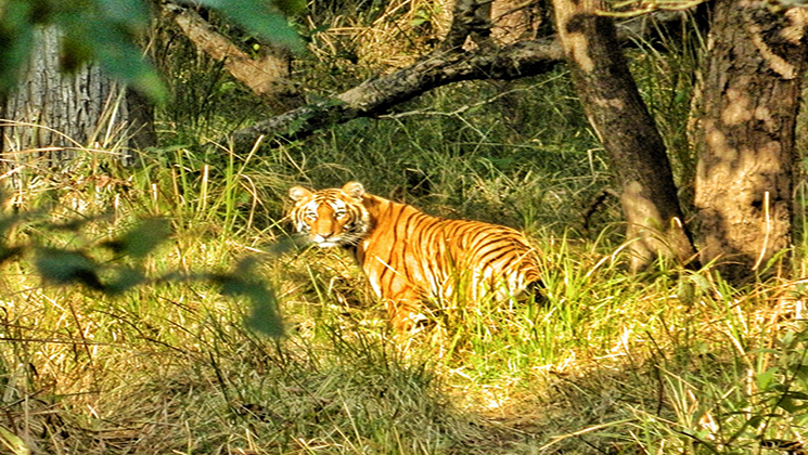 Wildlife tours Nepal